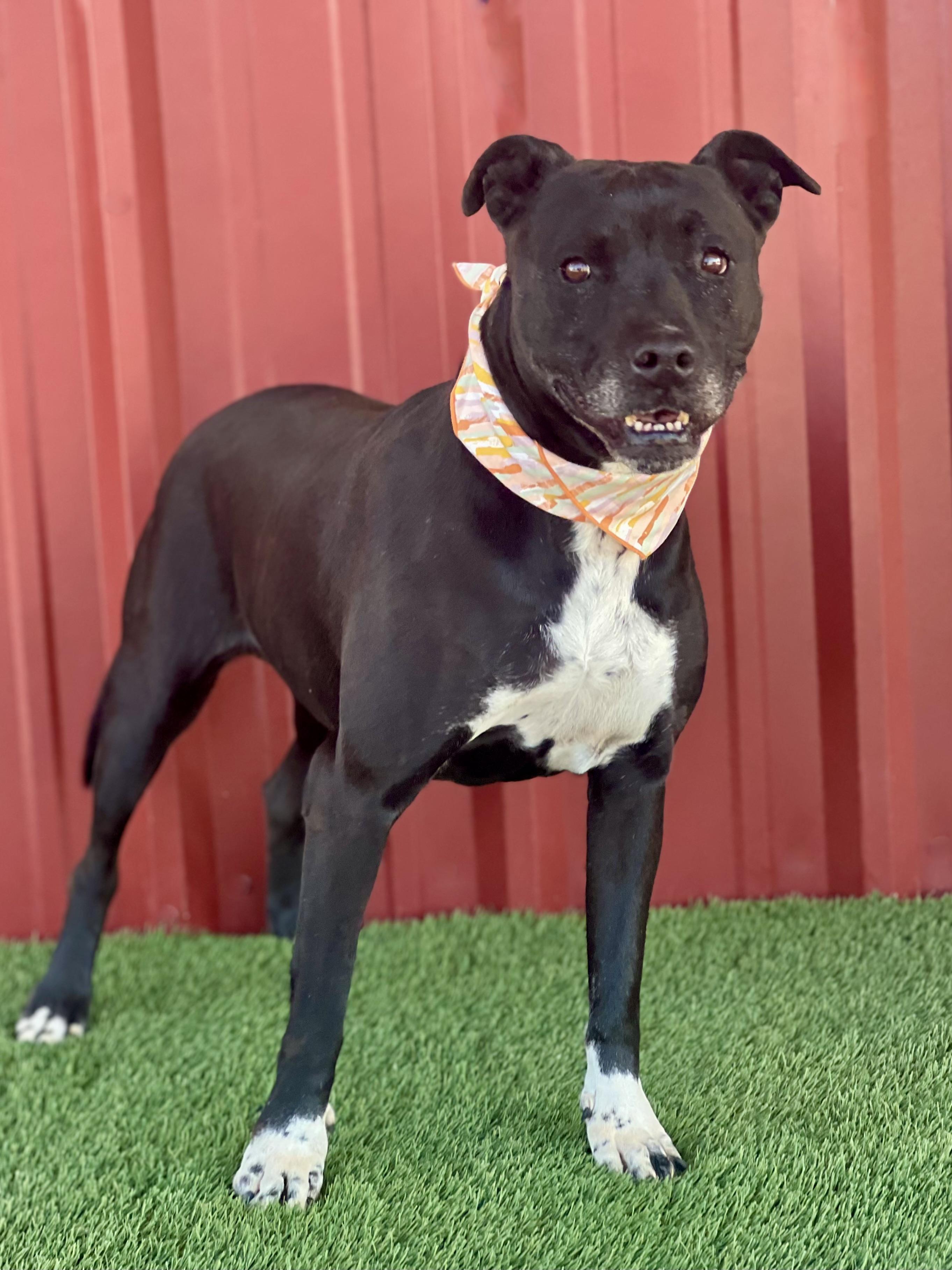 Enlarge Spears, a ADOPTABLE mixed breed in Lubbock, TX image 3/6