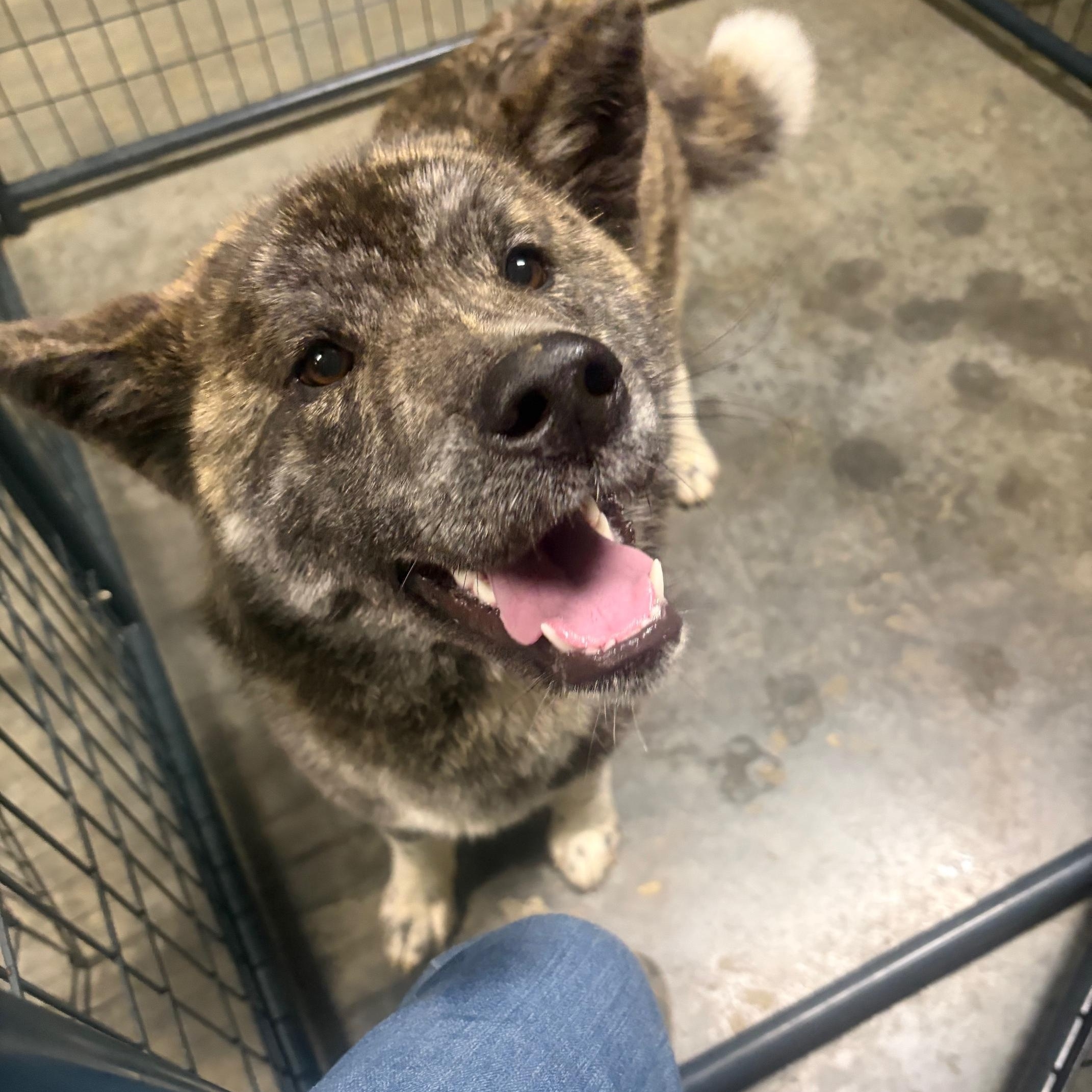 Enlarge Jewel, a ADOPTABLE mixed breed in Seneca, PA image 1/2
