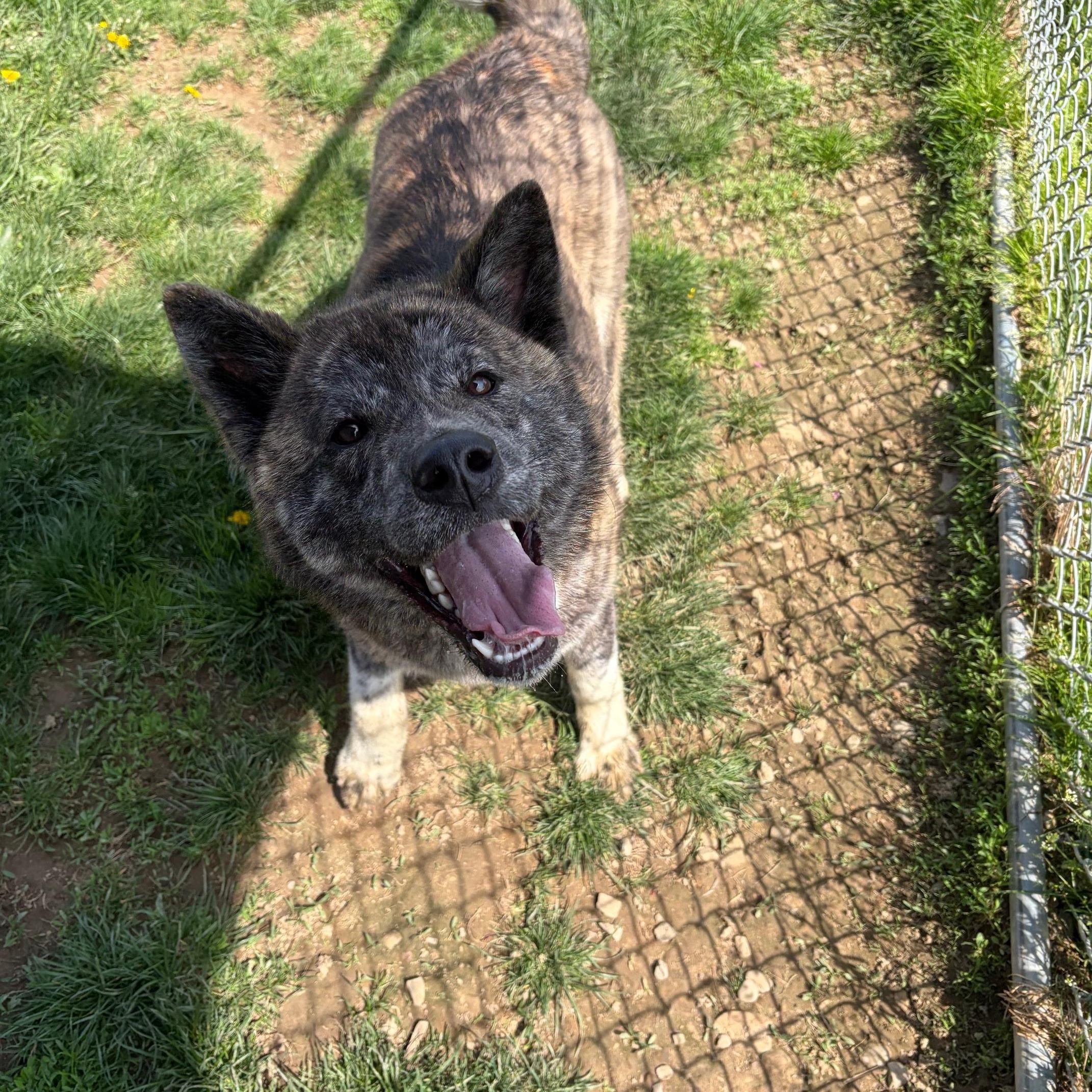 Enlarge Jewel, a ADOPTABLE mixed breed in Seneca, PA image 2/2