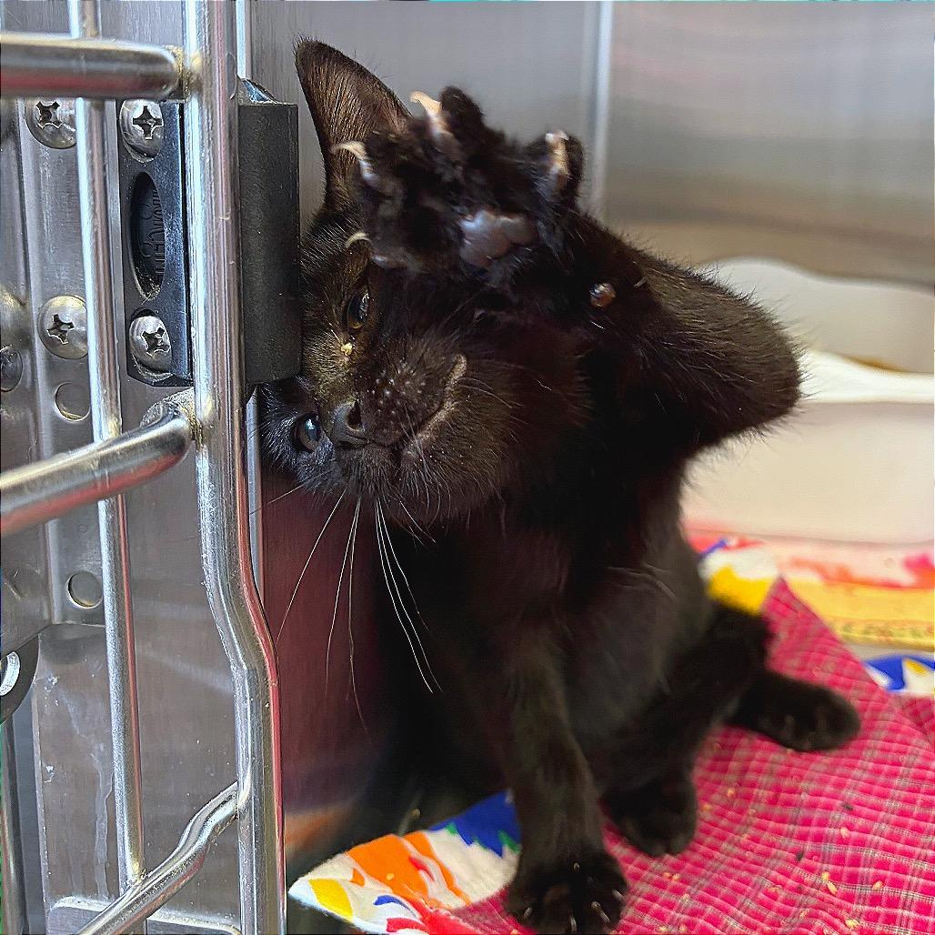 MiMi, Adoptable, Kitten Female Domestic Medium Hair.
