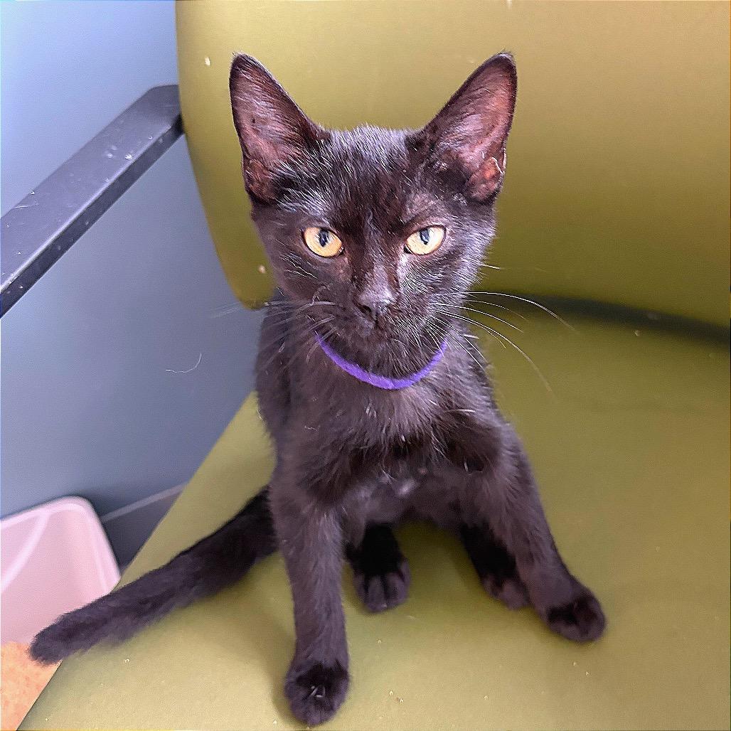 Enlarge MiMi, a Adoptable Domestic Medium Hair in Hannibal, MO image 2/6