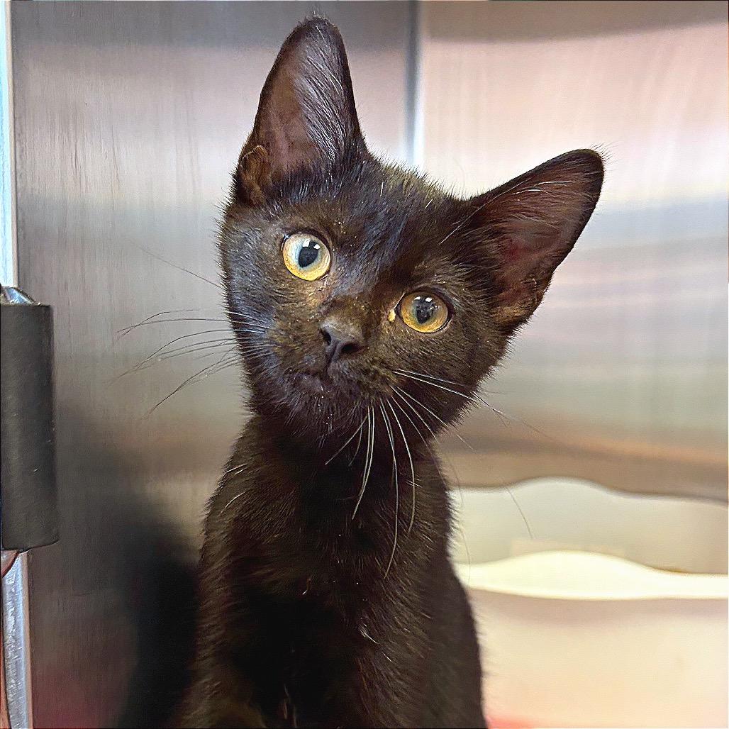 Enlarge MiMi, a Adoptable Domestic Medium Hair in Hannibal, MO image 3/6