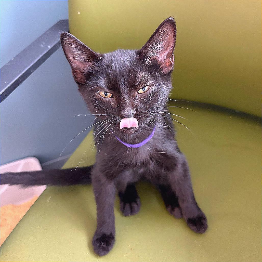 Enlarge MiMi, a Adoptable Domestic Medium Hair in Hannibal, MO image 4/6