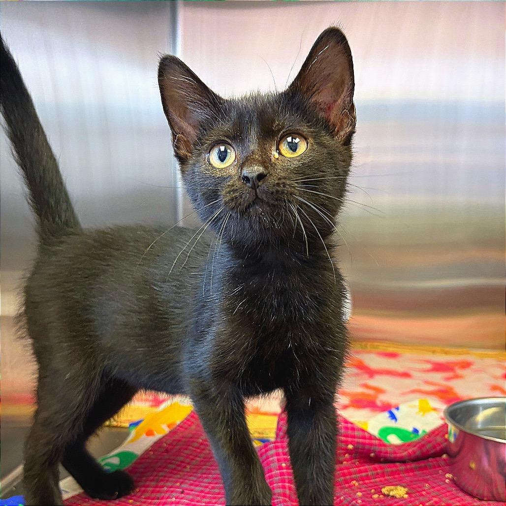 Enlarge MiMi, a Adoptable Domestic Medium Hair in Hannibal, MO image 5/6