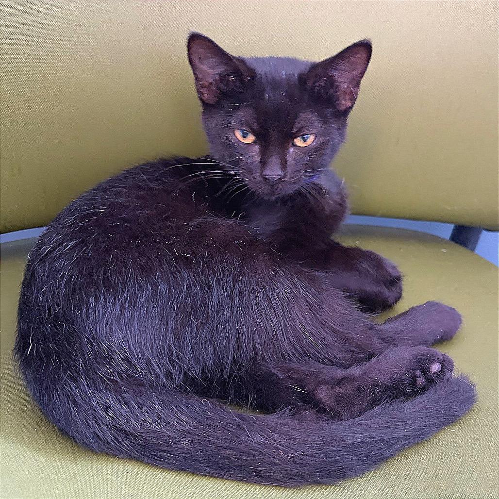 Enlarge MiMi, a Adoptable Domestic Medium Hair in Hannibal, MO image 6/6