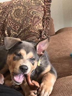 Enlarge Gus Gus, a Adopted mixed breed in New Haven, CT image 1/5