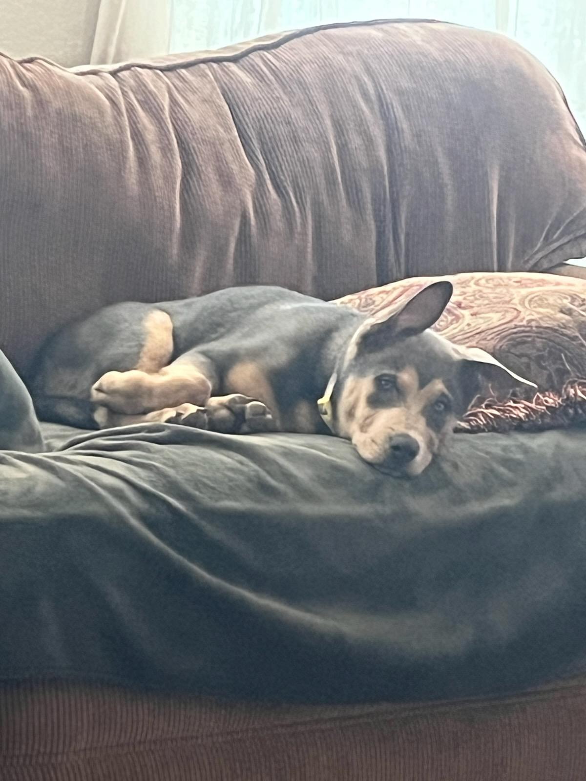 Enlarge Gus Gus, a Adopted mixed breed in New Haven, CT image 3/5