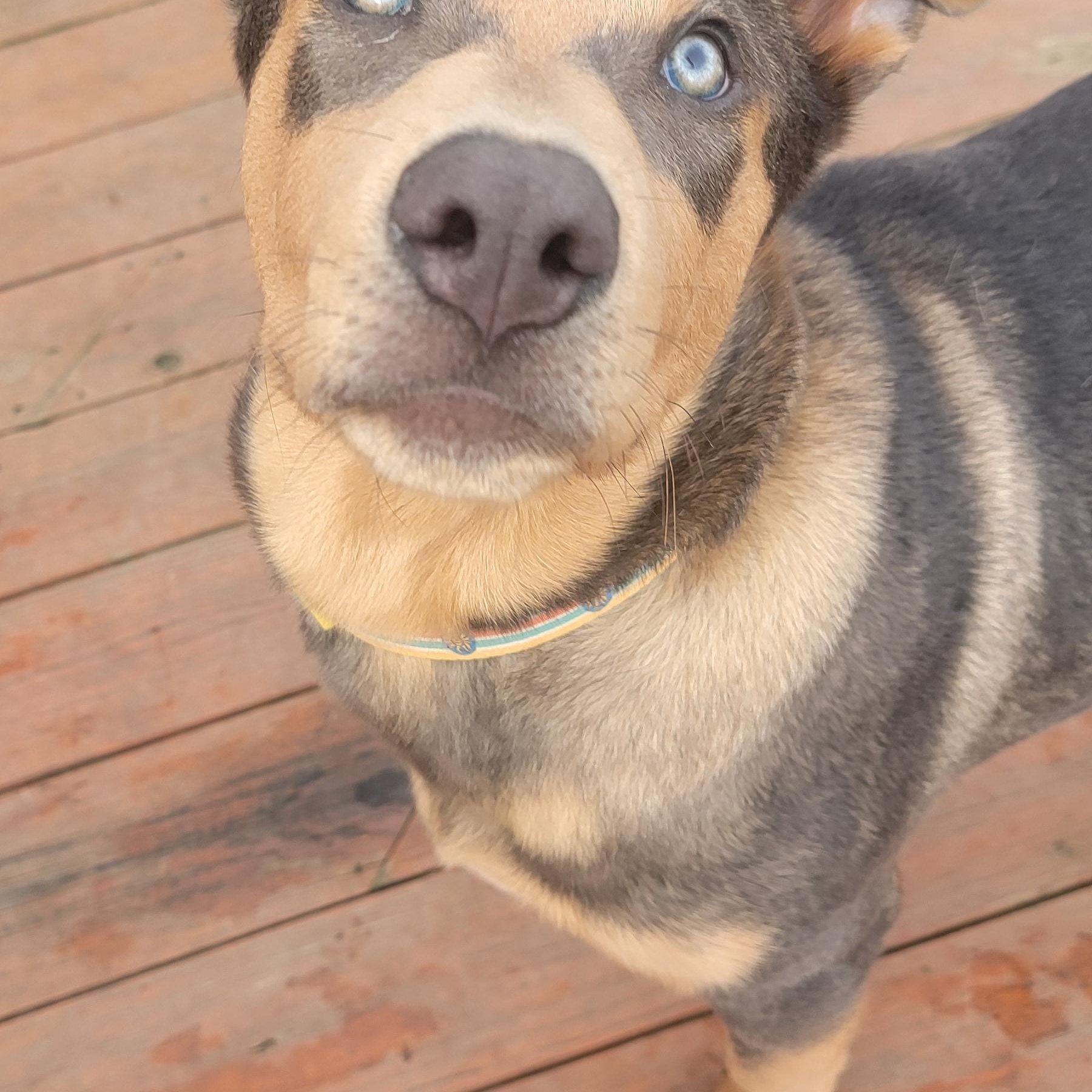Enlarge Gus Gus, a Adopted mixed breed in New Haven, CT image 5/5