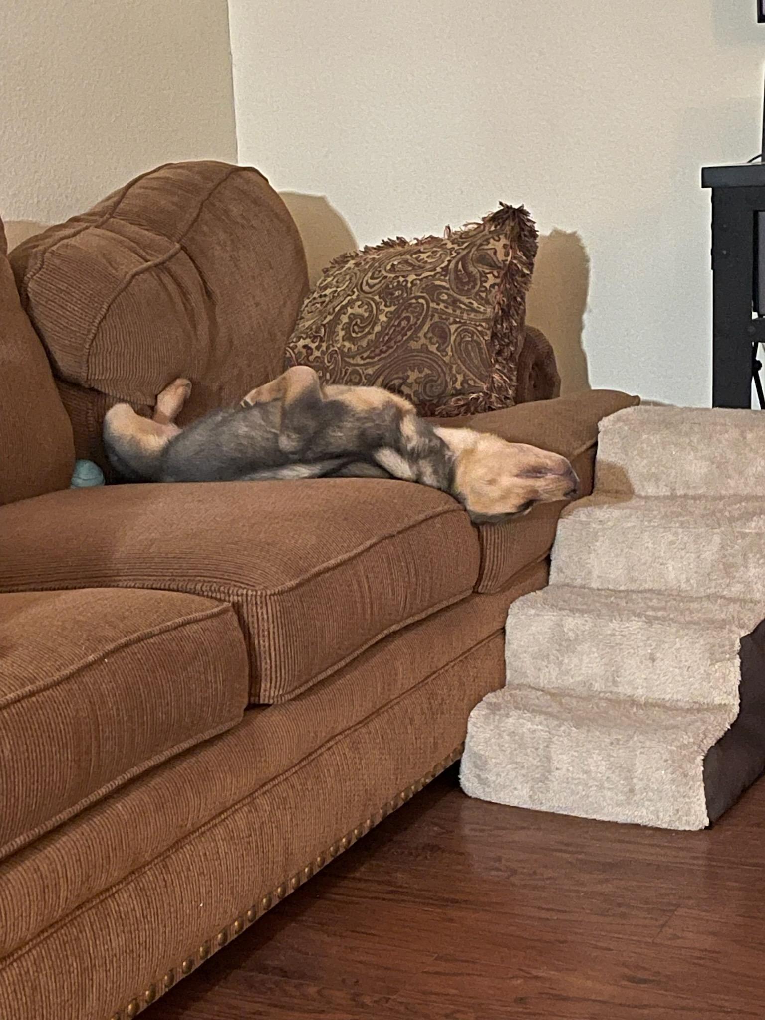 Enlarge Gus Gus, a Adopted mixed breed in New Haven, CT image 4/5