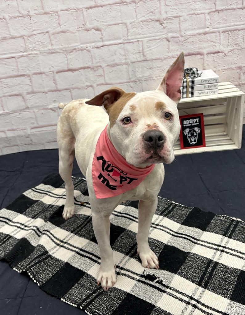 Amaryllis, Adoptable, Young Female Mixed Breed.