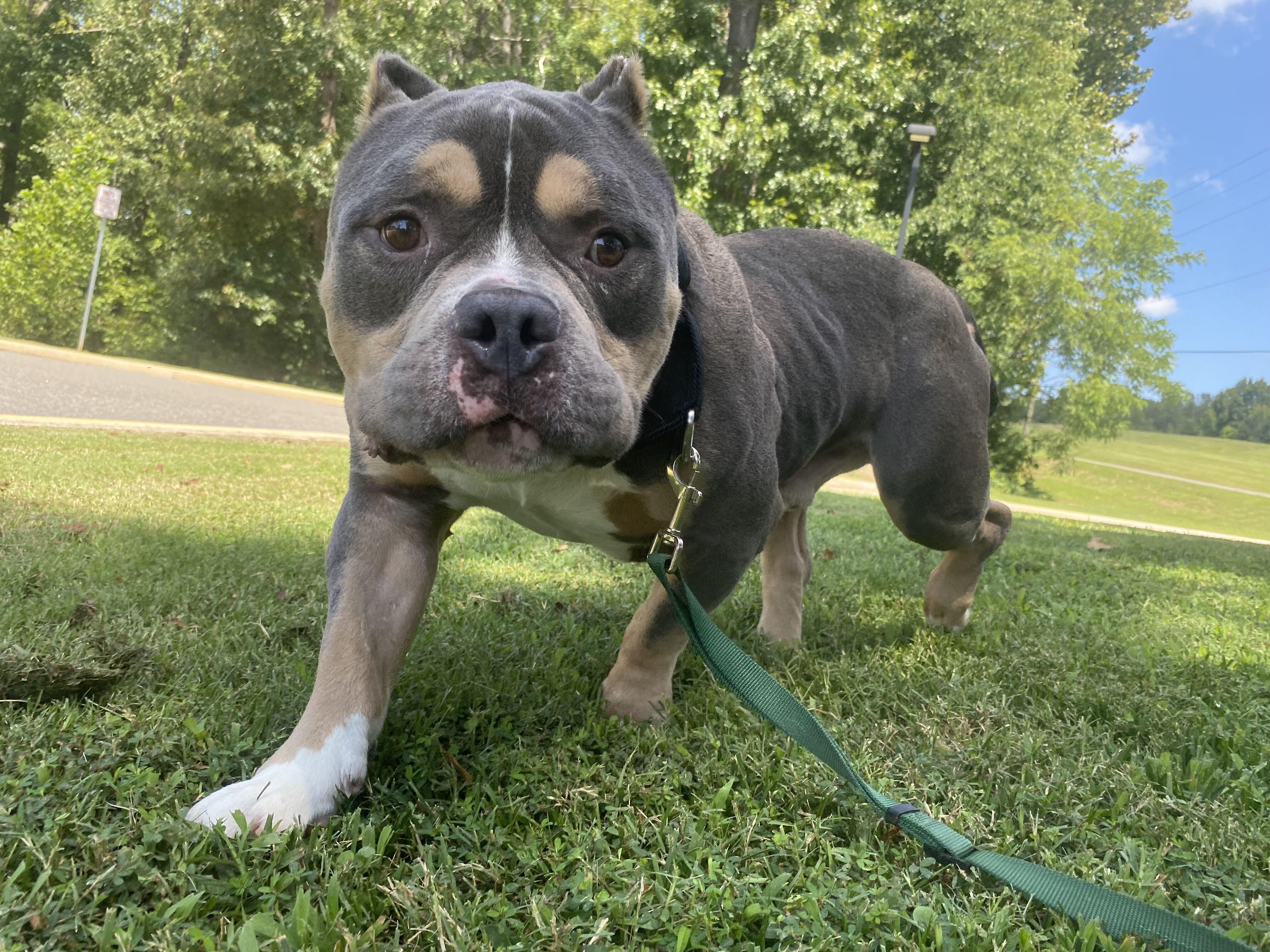 How Much You Bench aka Drake, a ADOPTABLE American Staffordshire Terrier in Maidens, VA image 4/6