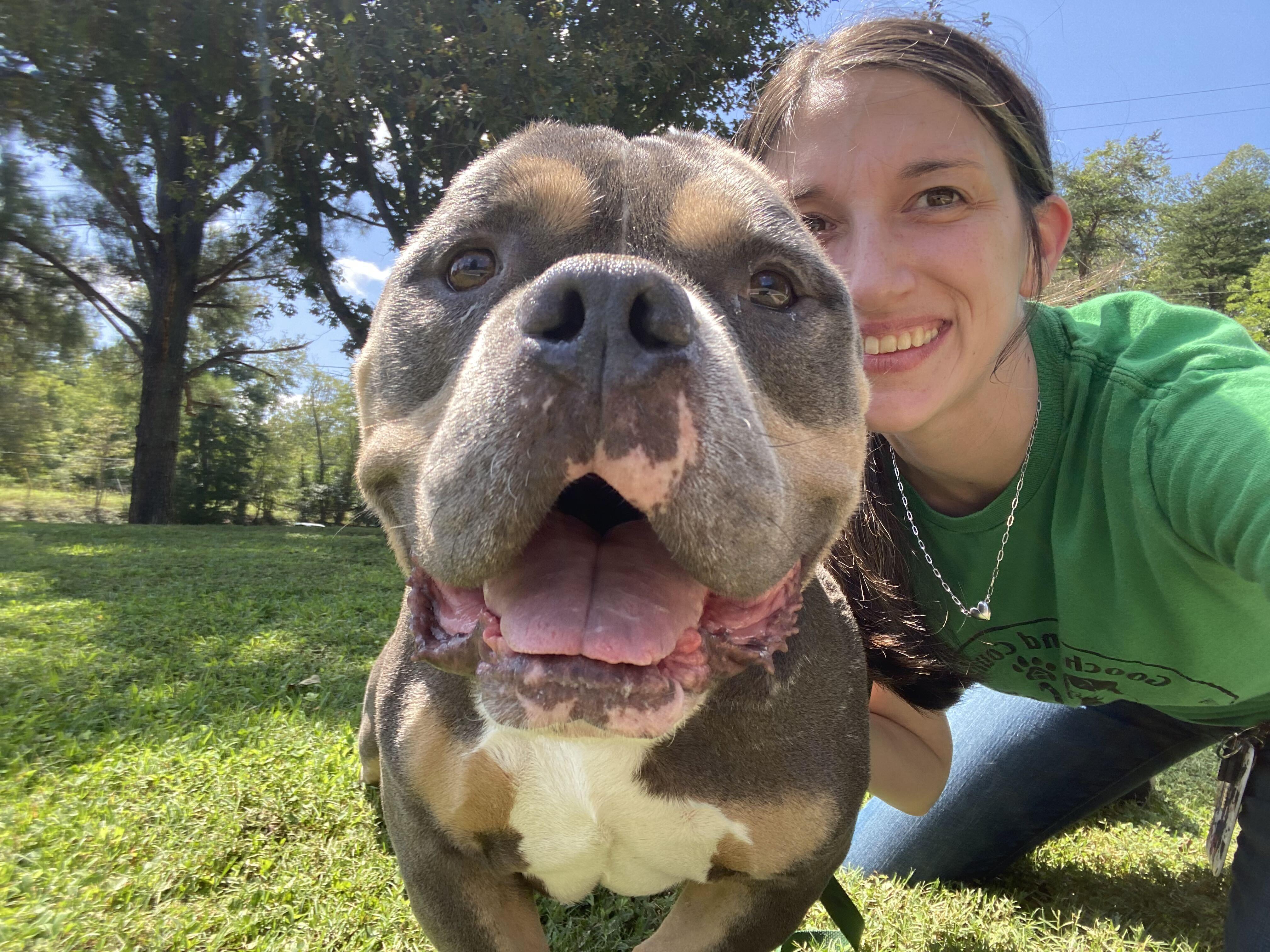 How Much You Bench aka Drake, a ADOPTABLE American Staffordshire Terrier in Maidens, VA image 3/6