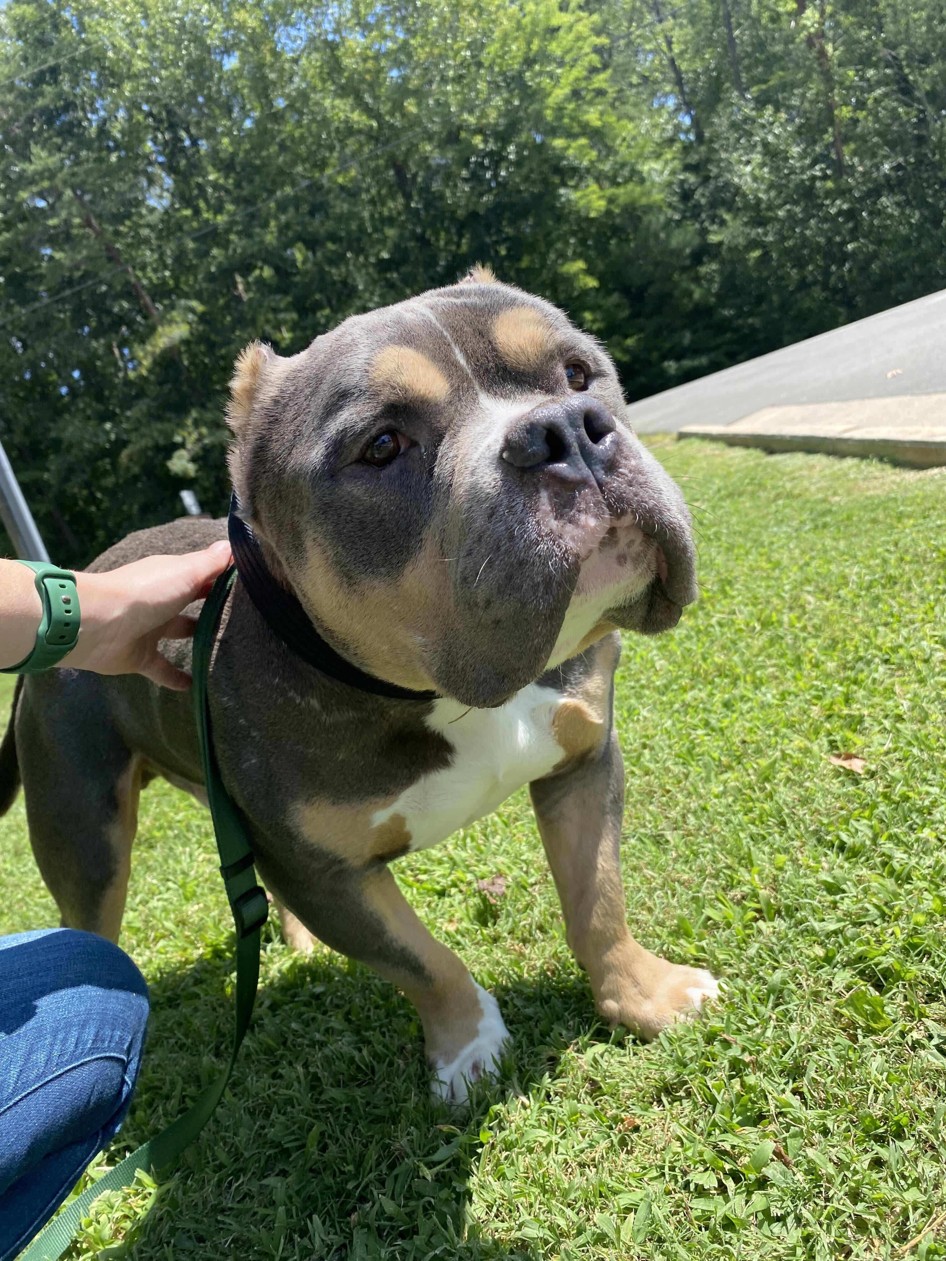 How Much You Bench aka Drake, ADOPTABLE, Adult Male American Staffordshire Terrier.