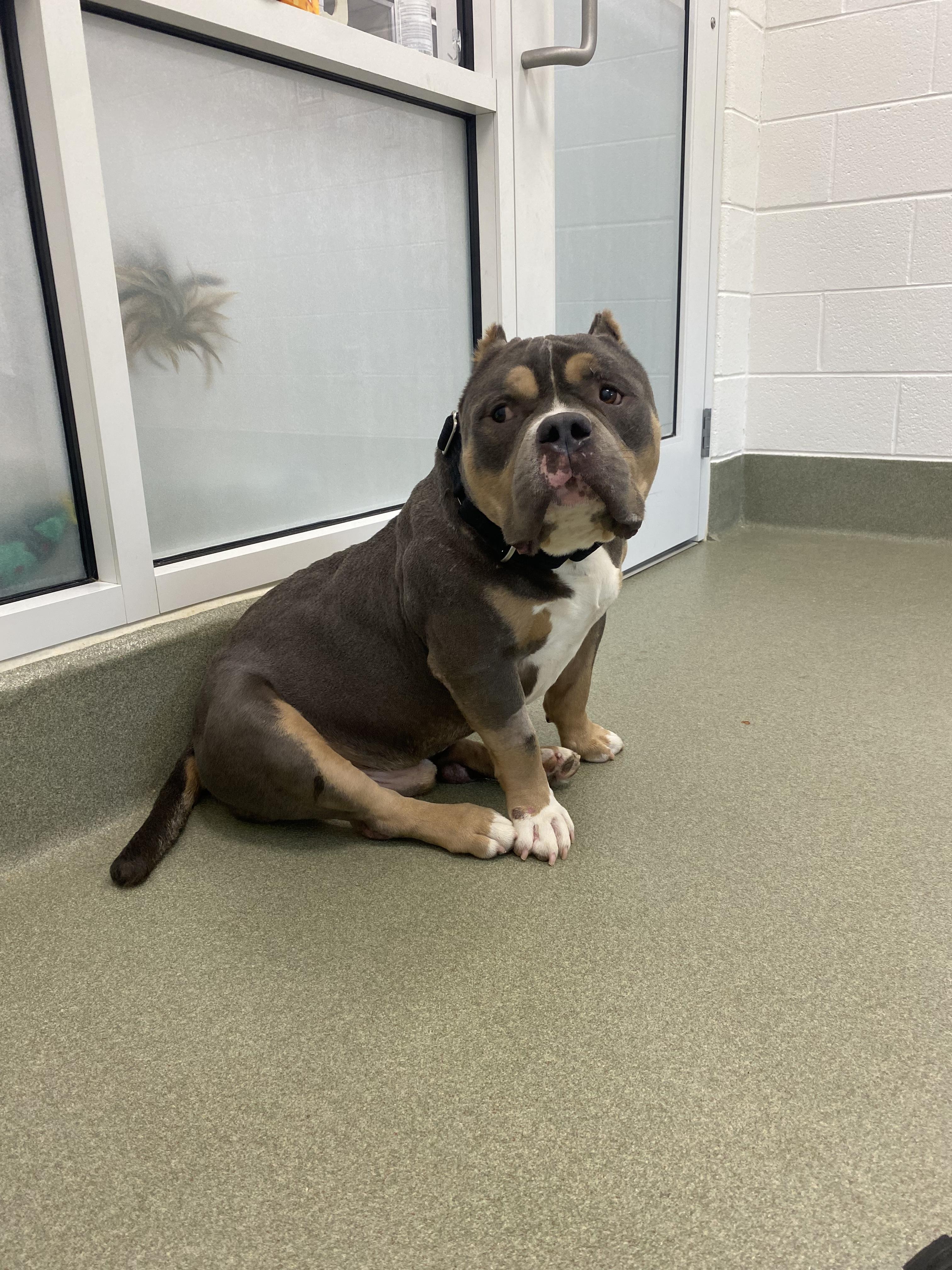 How Much You Bench aka Drake, a ADOPTABLE American Staffordshire Terrier in Maidens, VA image 5/6
