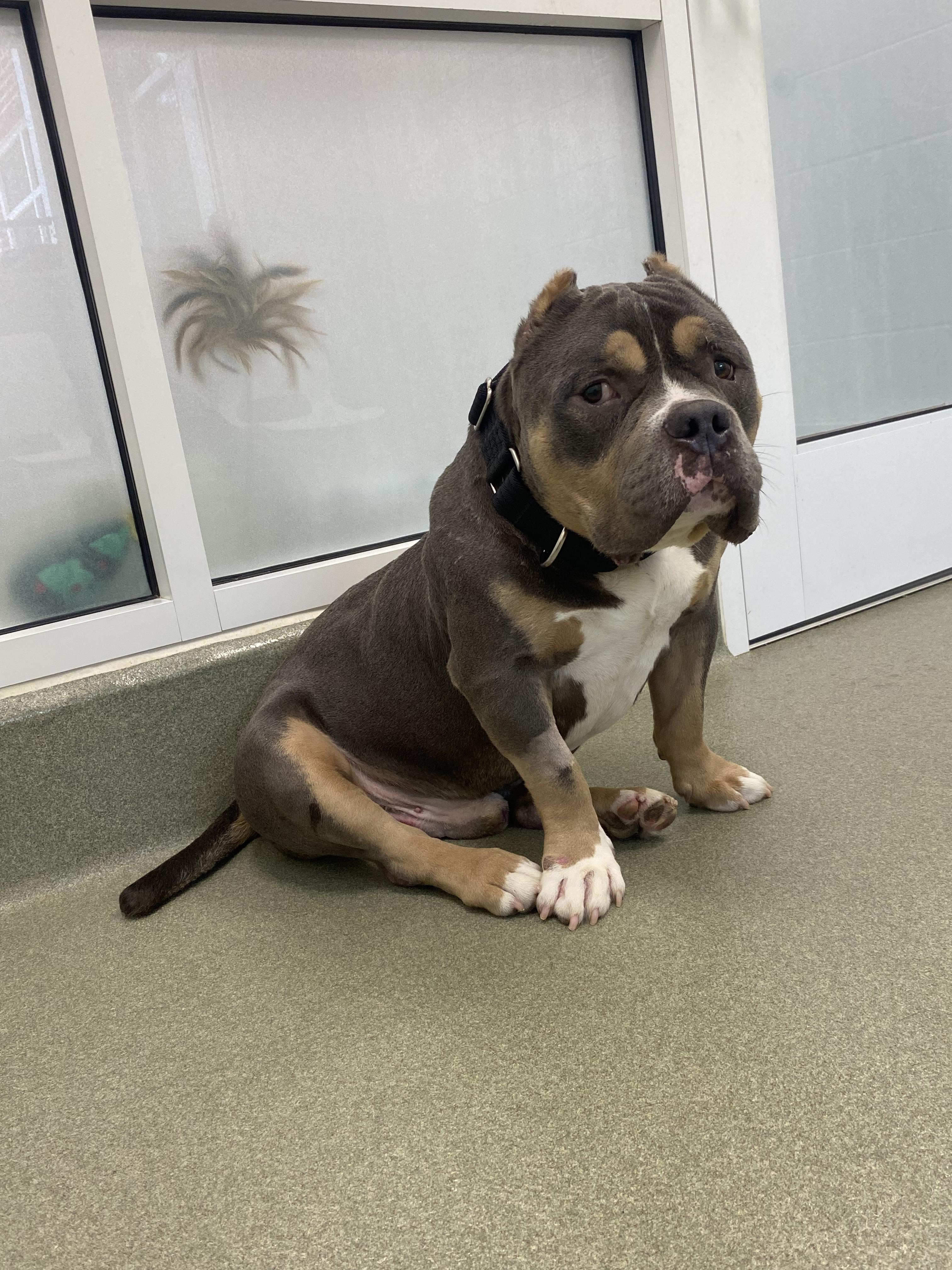 How Much You Bench aka Drake, a ADOPTABLE American Staffordshire Terrier in Maidens, VA image 6/6