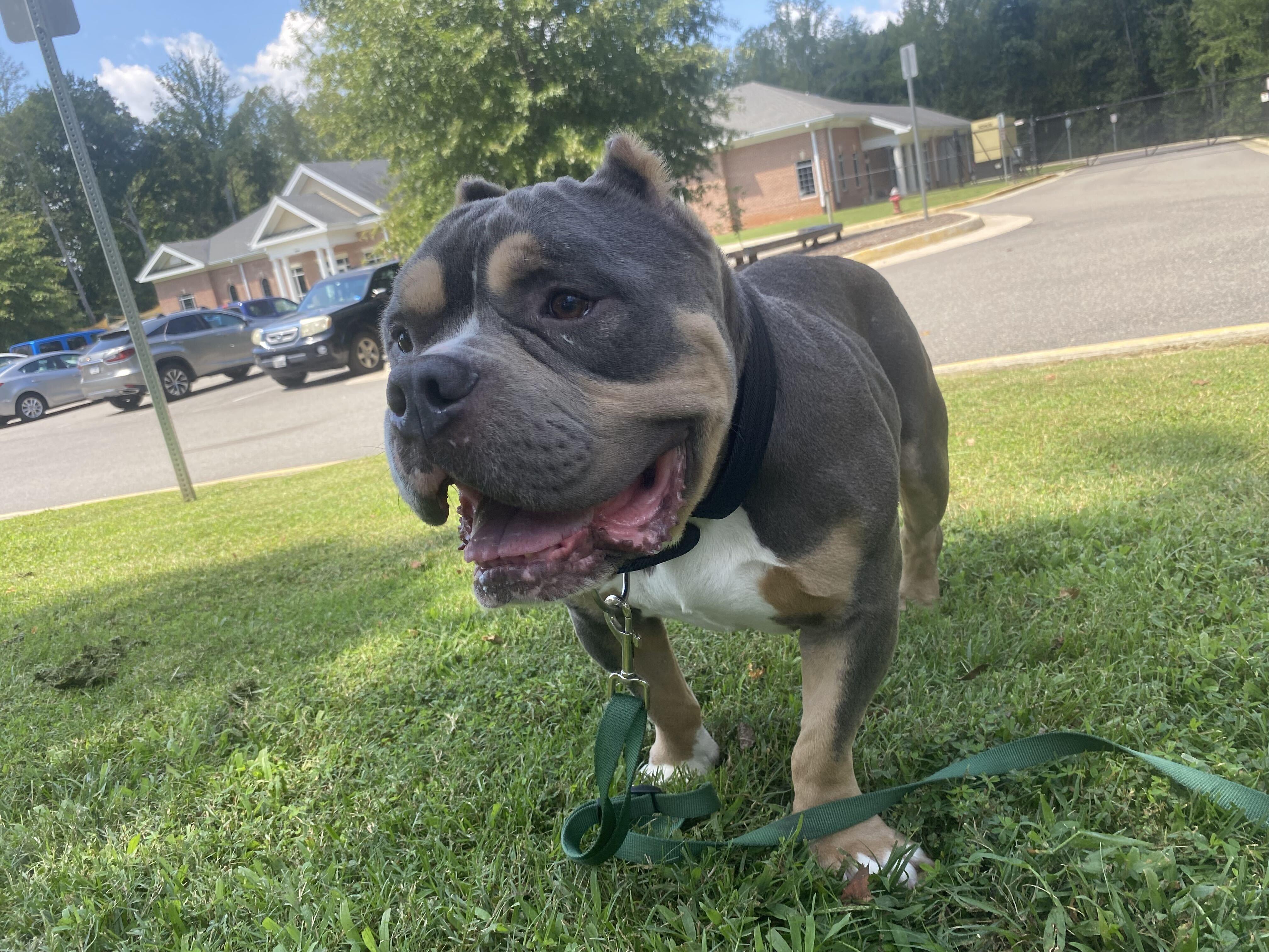 How Much You Bench aka Drake, a ADOPTABLE American Staffordshire Terrier in Maidens, VA image 2/6