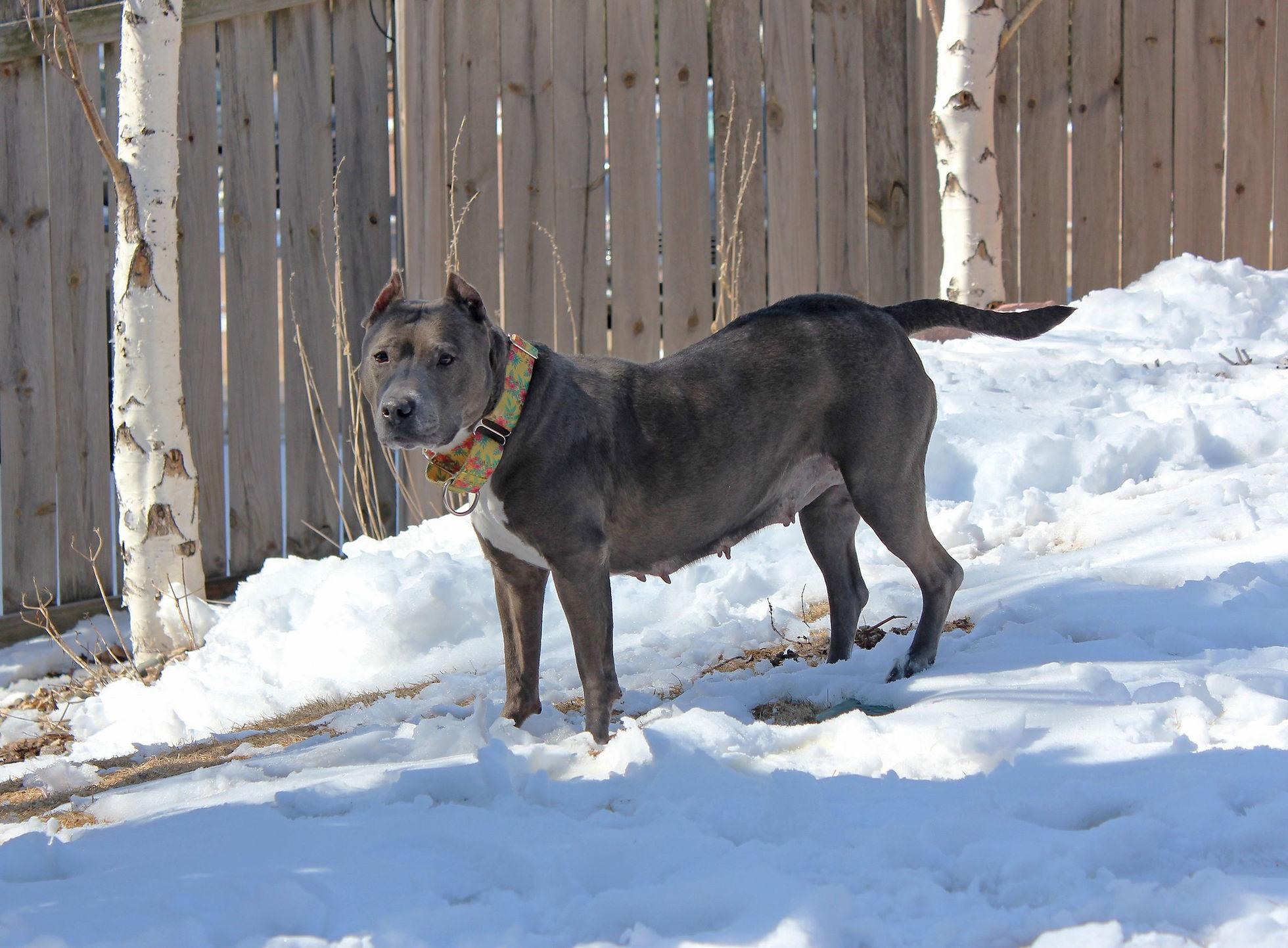 Maui, a Adoptable mixed breed in Sioux Falls, SD image 2/6