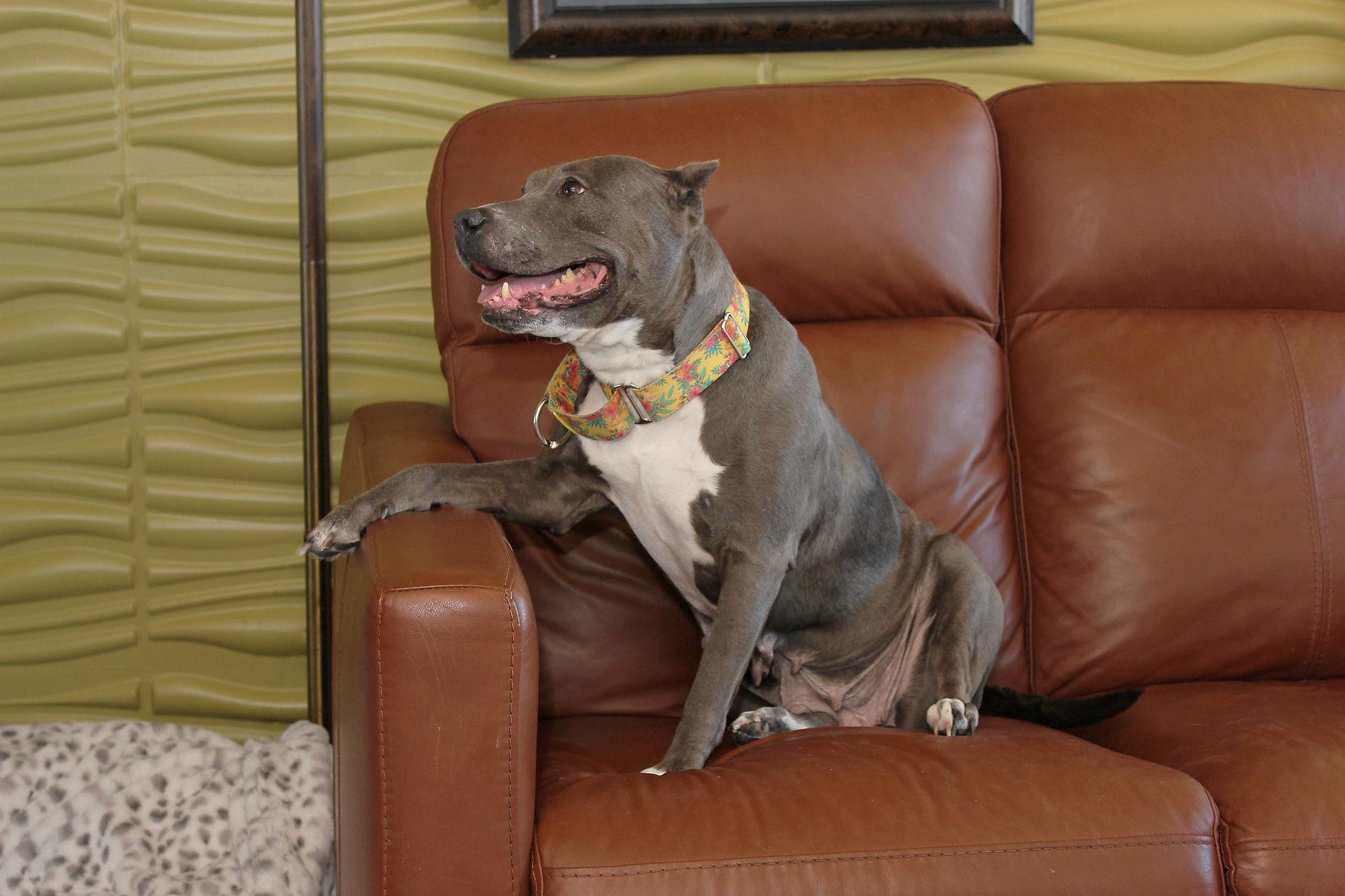 Maui, a Adoptable mixed breed in Sioux Falls, SD image 3/6