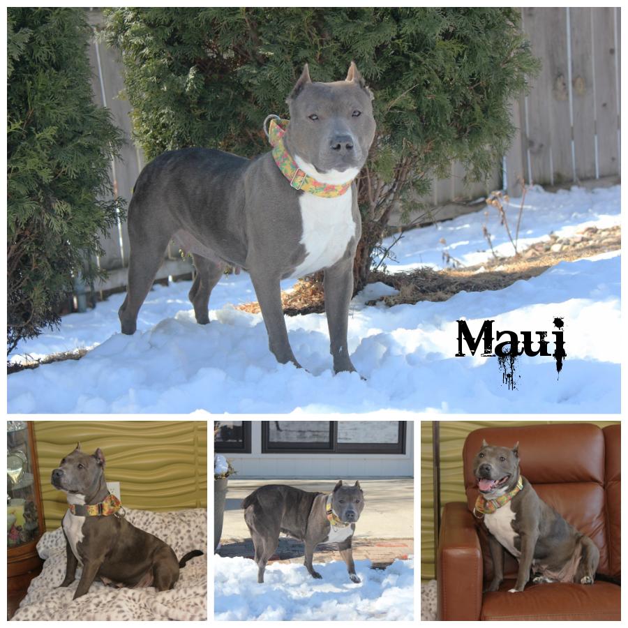 Maui, a Adoptable mixed breed in Sioux Falls, SD image 1/6