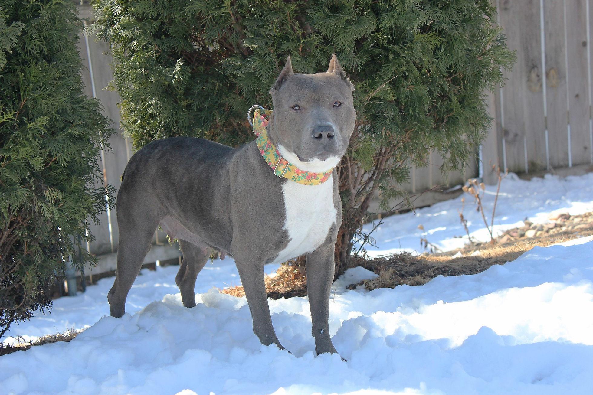 Maui, a Adoptable mixed breed in Sioux Falls, SD image 4/6
