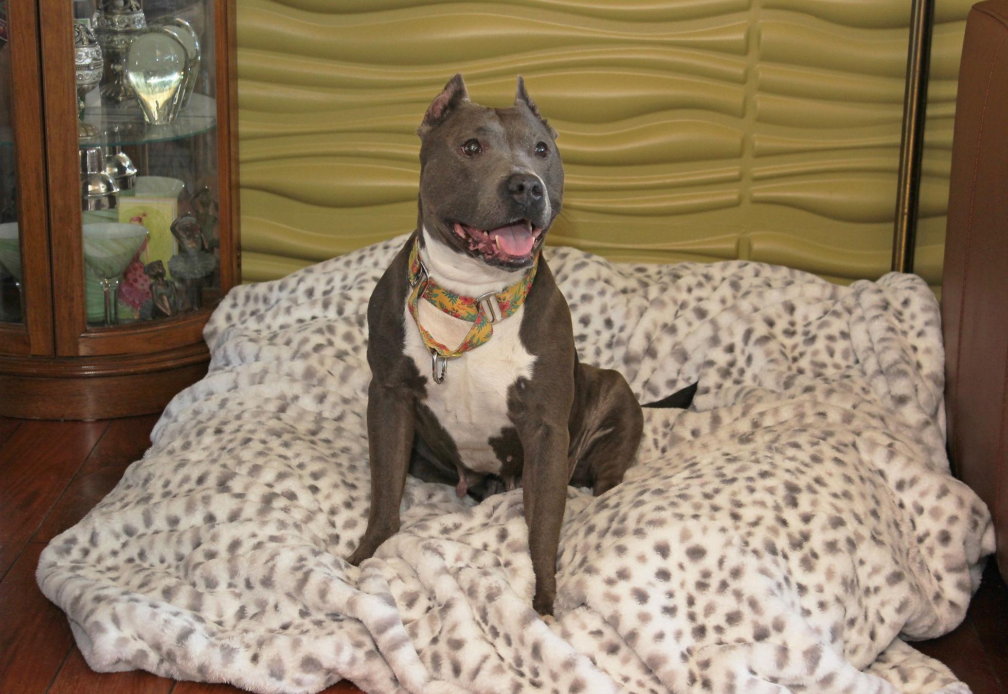 Maui, a Adoptable mixed breed in Sioux Falls, SD image 5/6