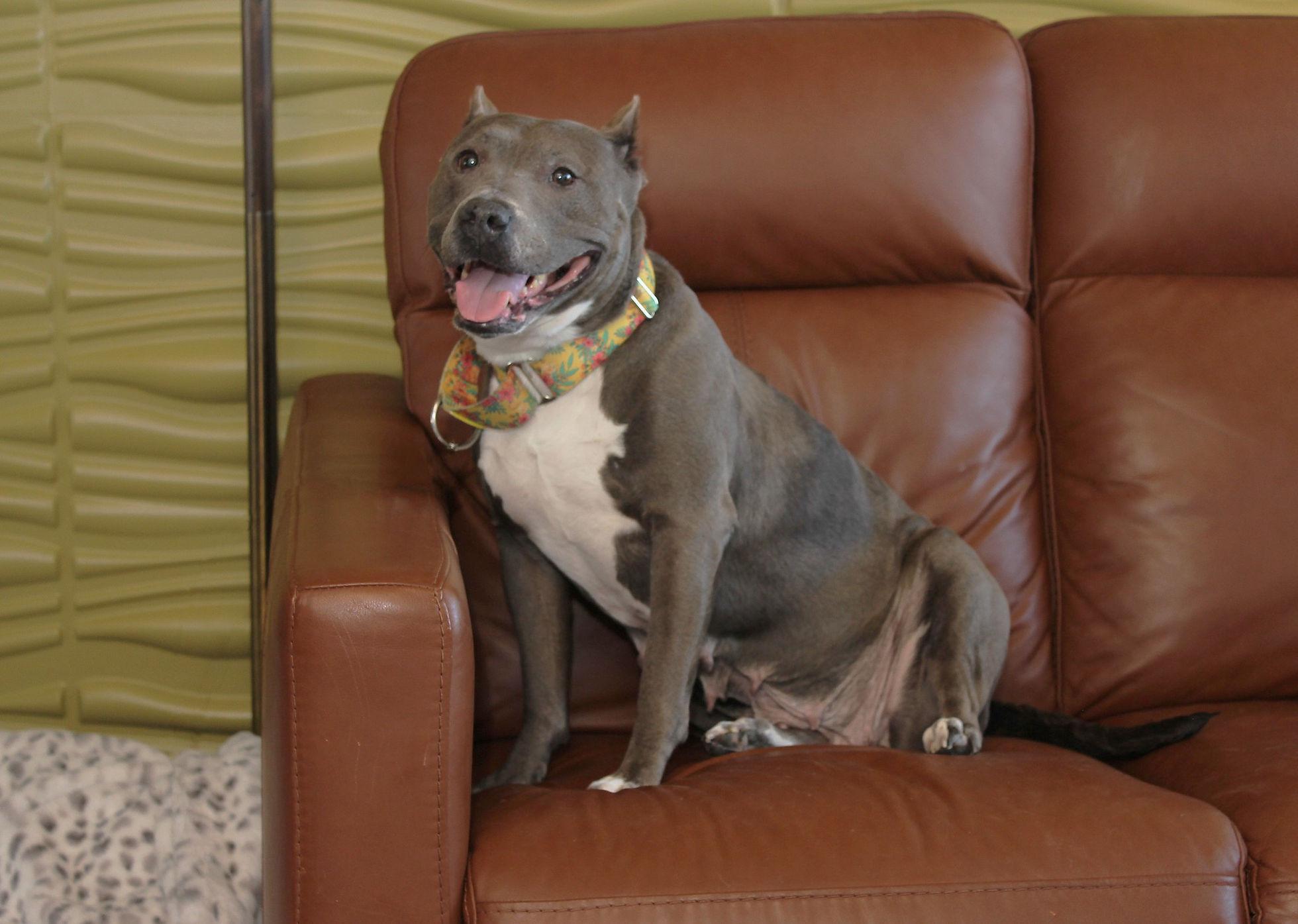 Maui, a Adoptable mixed breed in Sioux Falls, SD image 6/6