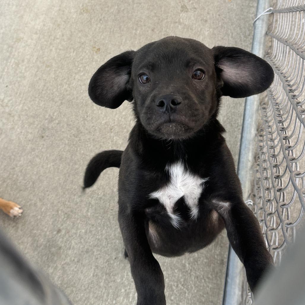 Finch, Adoptable, Puppy Female Beagle & Black Labrador Retriever.