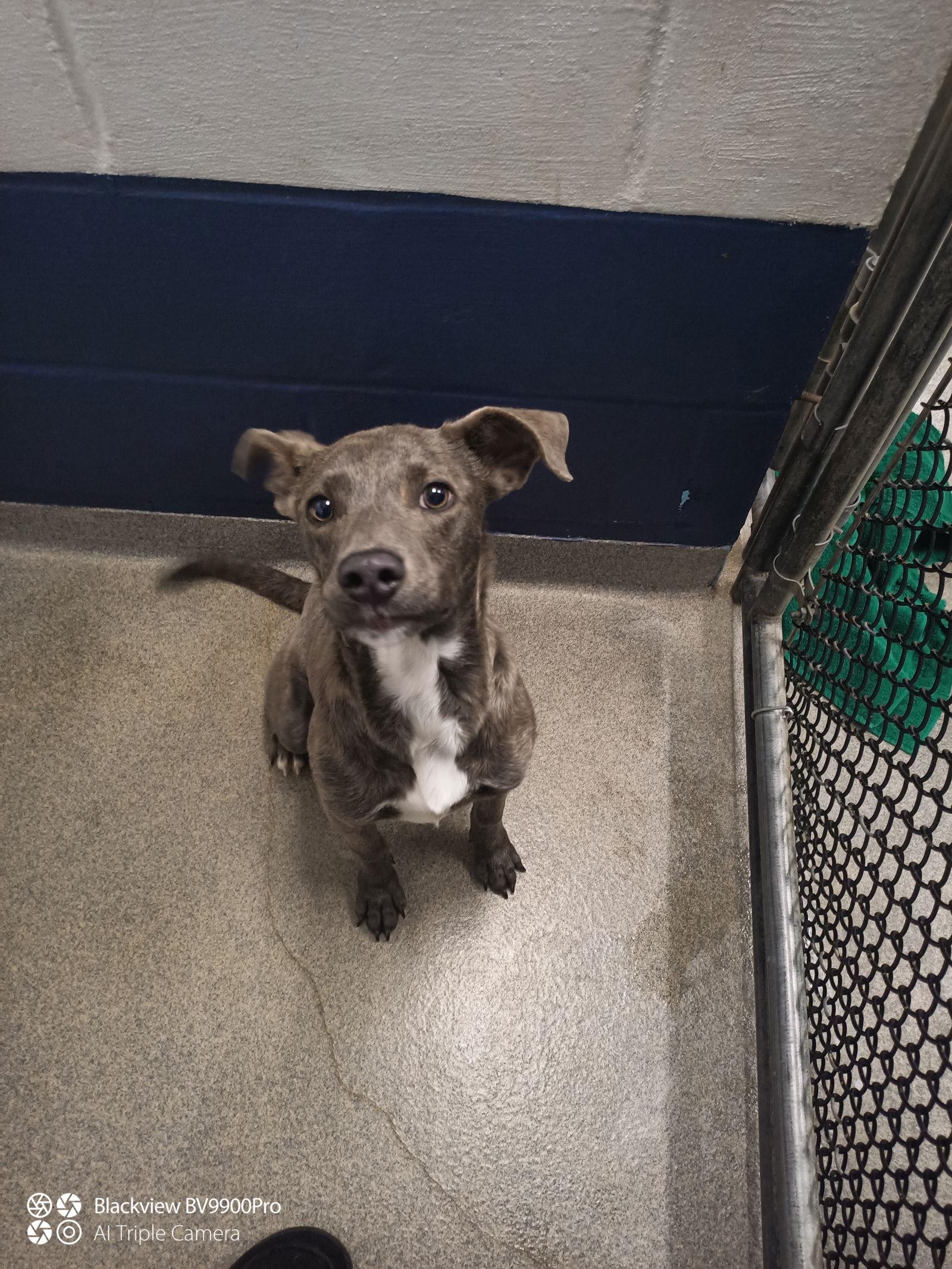 Enlarge Sage 9 months female AVAIL 1/21, a Adoptable Mixed Breed in Sterling, MA image 1/1