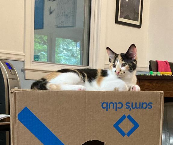 Spice Girl, a Adoptable Domestic Short Hair in Frederick, MD image 2/3