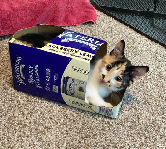 Spice Girl, a Adoptable Domestic Short Hair in Frederick, MD image 1/3