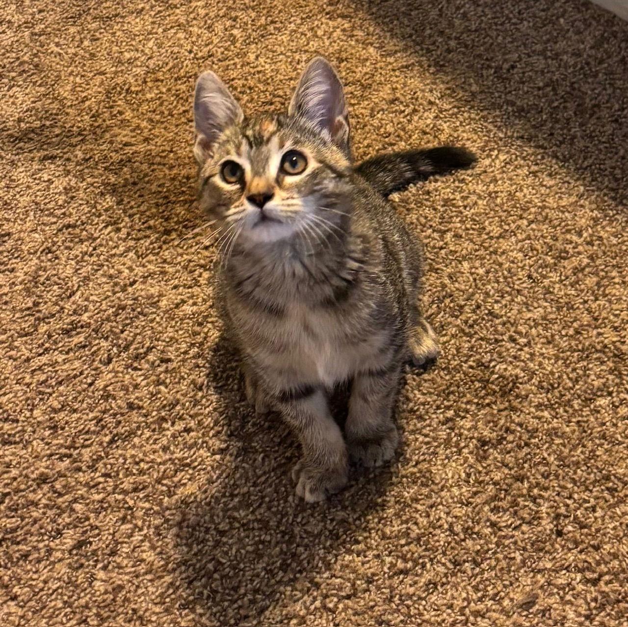 Consuela 9.1.25, Adoptable, Kitten Female Domestic Short Hair.