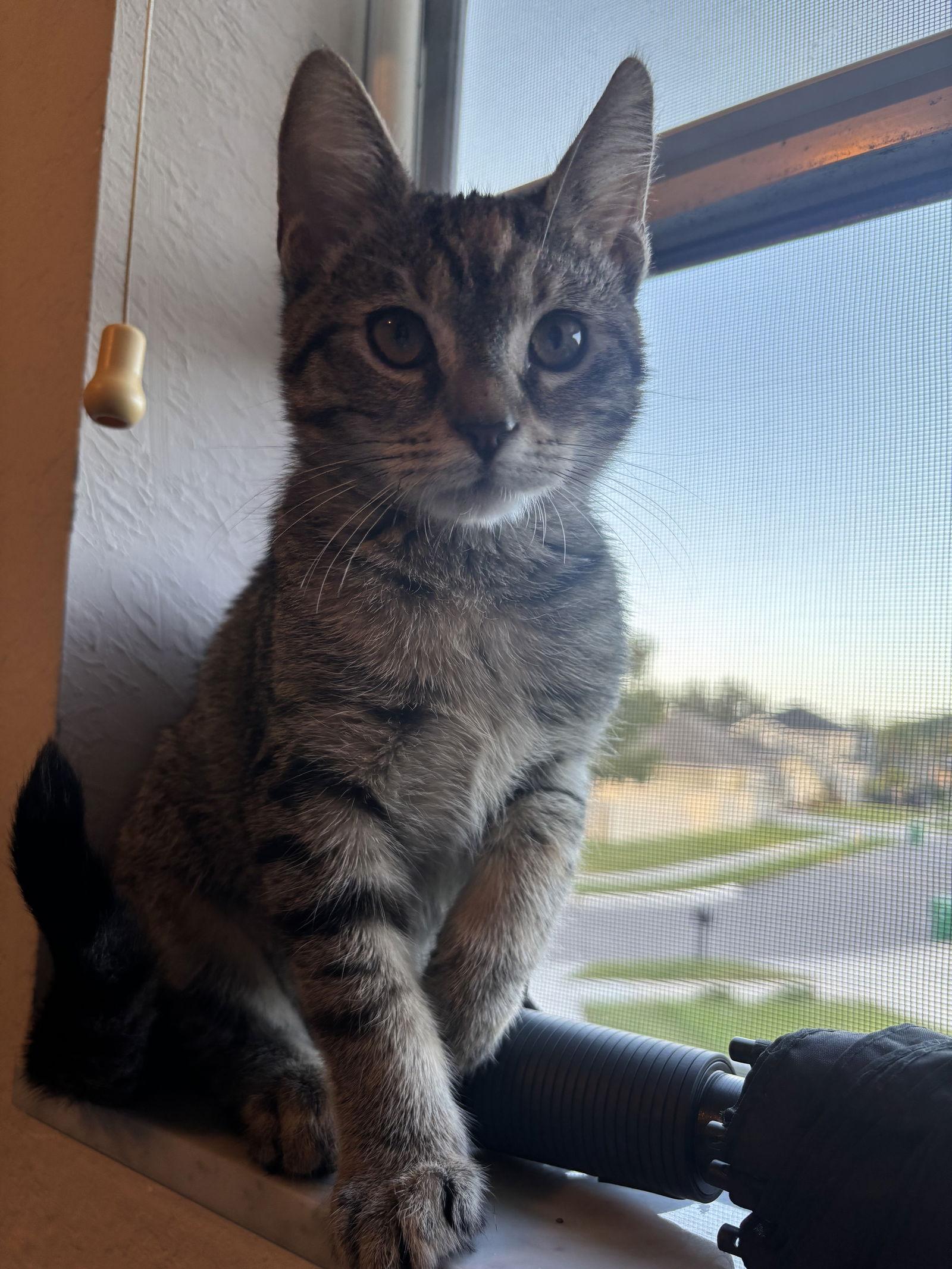 Enlarge Consuela 9.1.25, a Adoptable Domestic Short Hair in Apopka, FL image 2/3