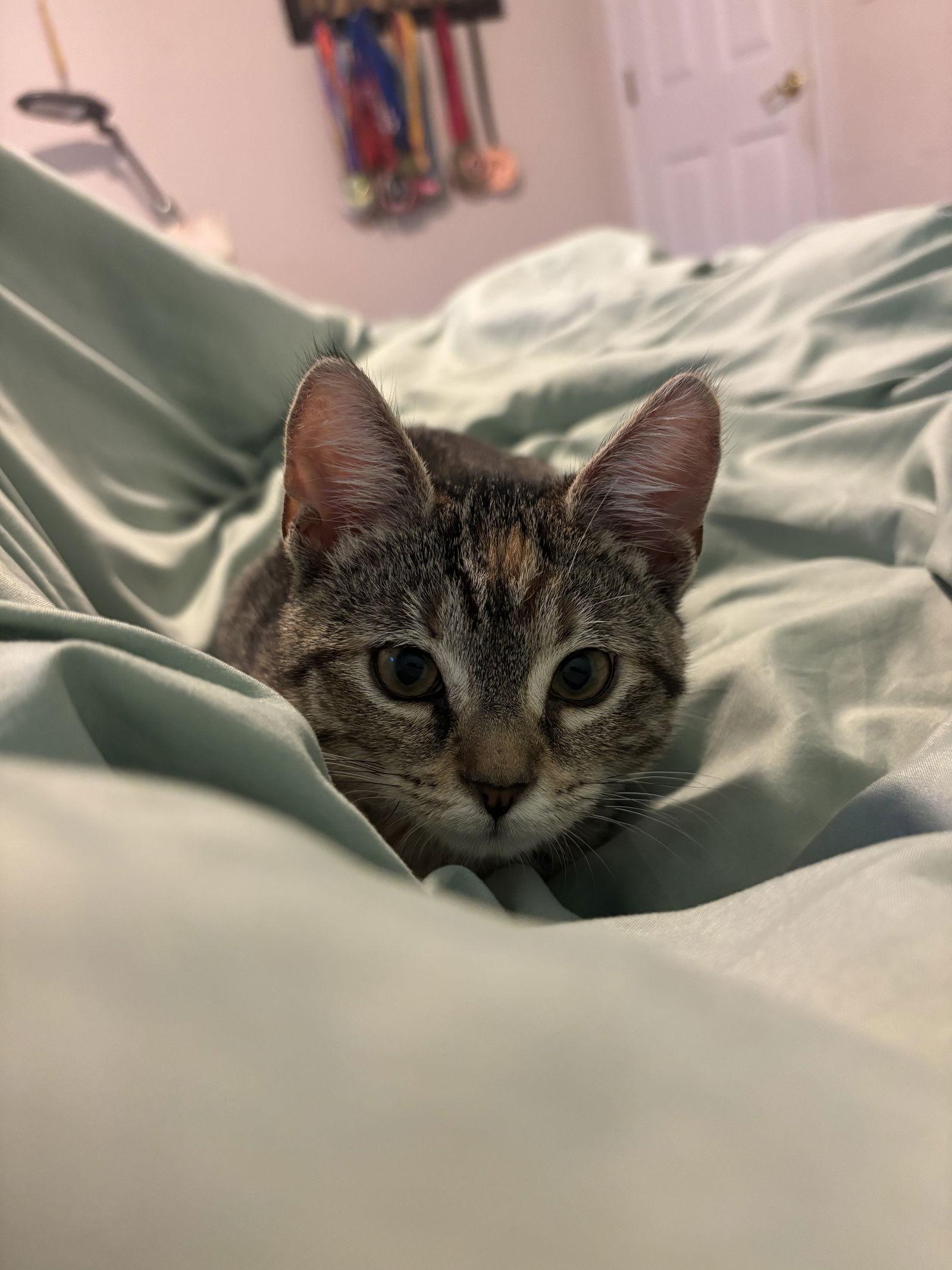 Enlarge Consuela 9.1.25, a Adoptable Domestic Short Hair in Apopka, FL image 3/3