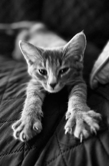 Curiosa MiuMiu (MT), Baby Female Tabby