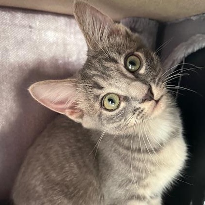 Curiosa MiuMiu (MT)