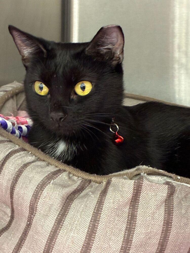 Enlarge Missy, a Adoptable Domestic Short Hair in Orlando, FL image 1/5