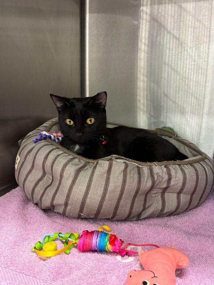 Enlarge Missy, a Adoptable Domestic Short Hair in Orlando, FL image 2/5