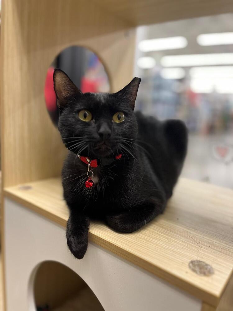 Enlarge Missy, a Adoptable Domestic Short Hair in Orlando, FL image 3/5