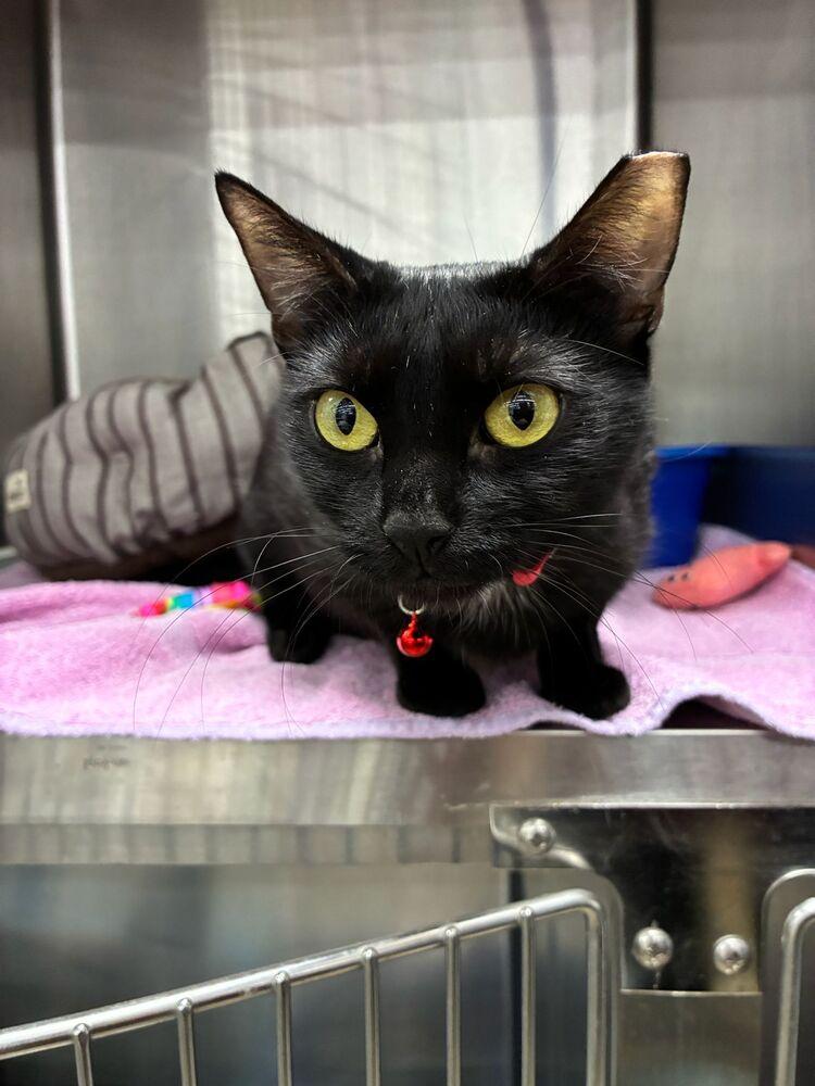 Enlarge Missy, a Adoptable Domestic Short Hair in Orlando, FL image 4/5