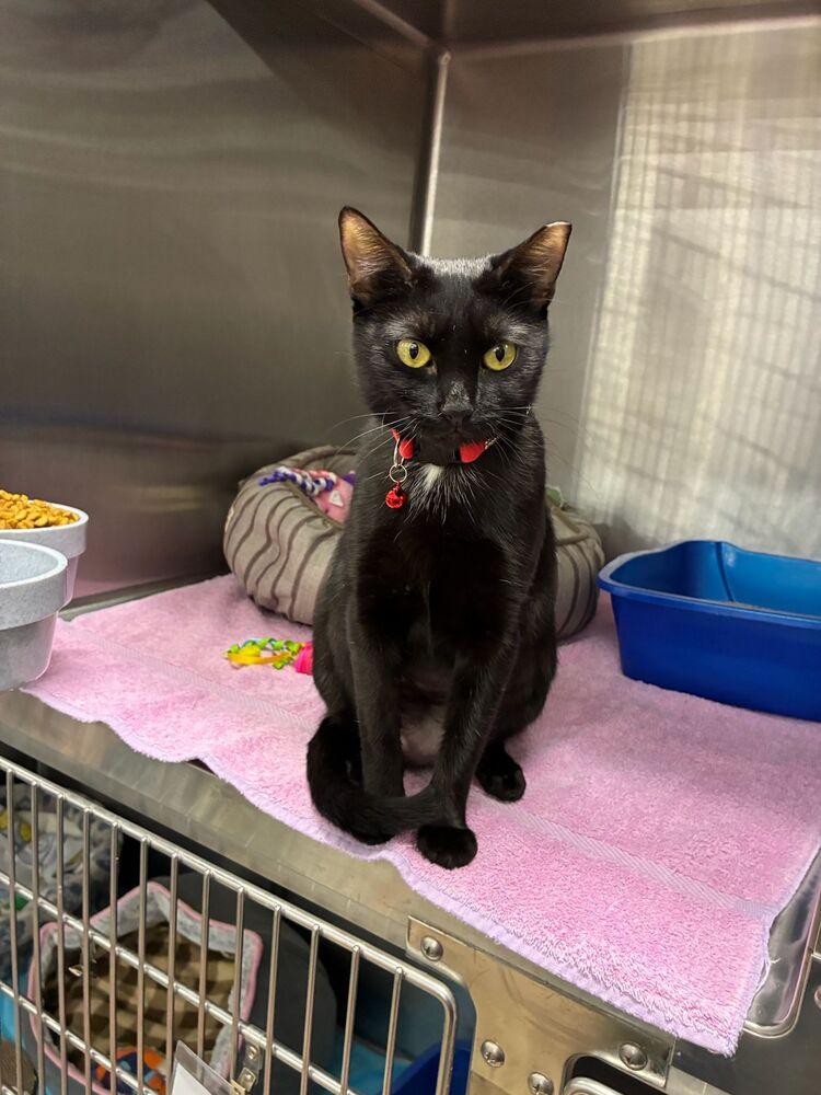 Enlarge Missy, a Adoptable Domestic Short Hair in Orlando, FL image 5/5