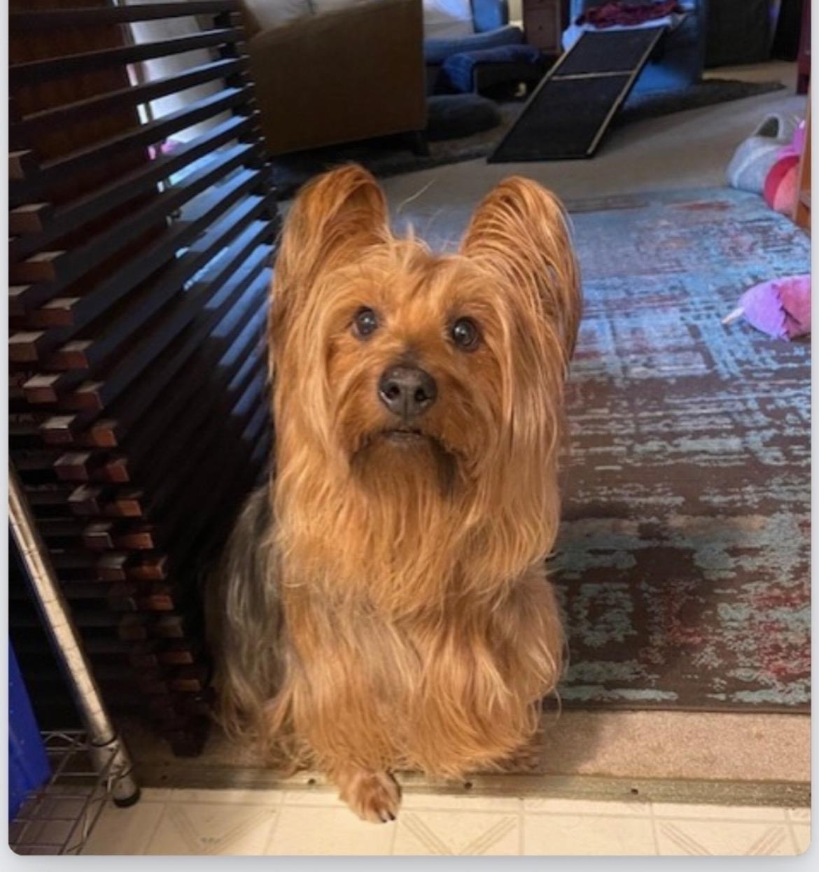 Arti , adopted, Senior Male Yorkshire Terrier.