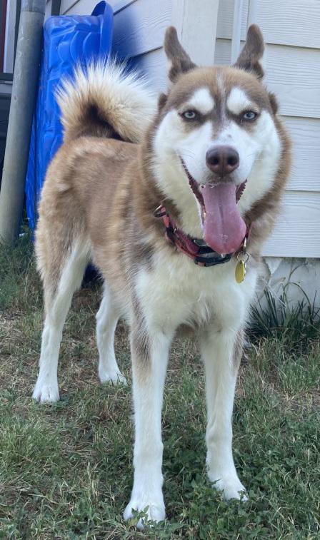 Lucy, Adoptable, Adult Female Siberian Husky.