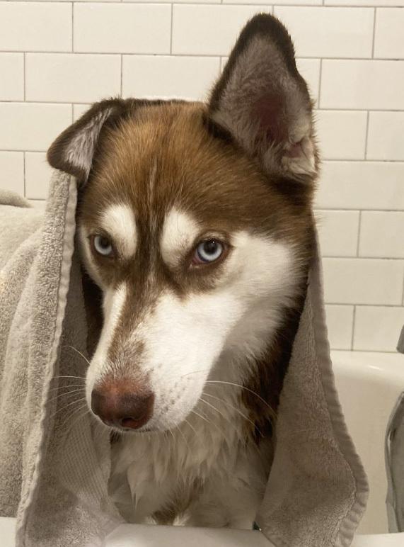 Enlarge Lucy, a Adoptable Siberian Husky in Dallas, TX image 2/6