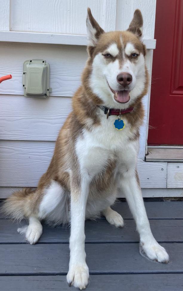 Enlarge Lucy, a Adoptable Siberian Husky in Dallas, TX image 3/6