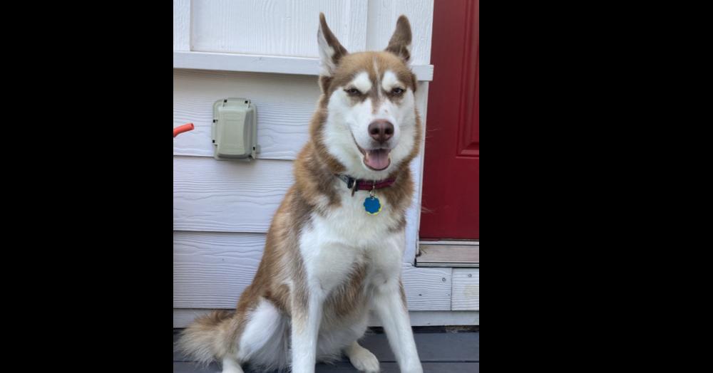 Enlarge Lucy, a Adoptable Siberian Husky in Dallas, TX image 5/6