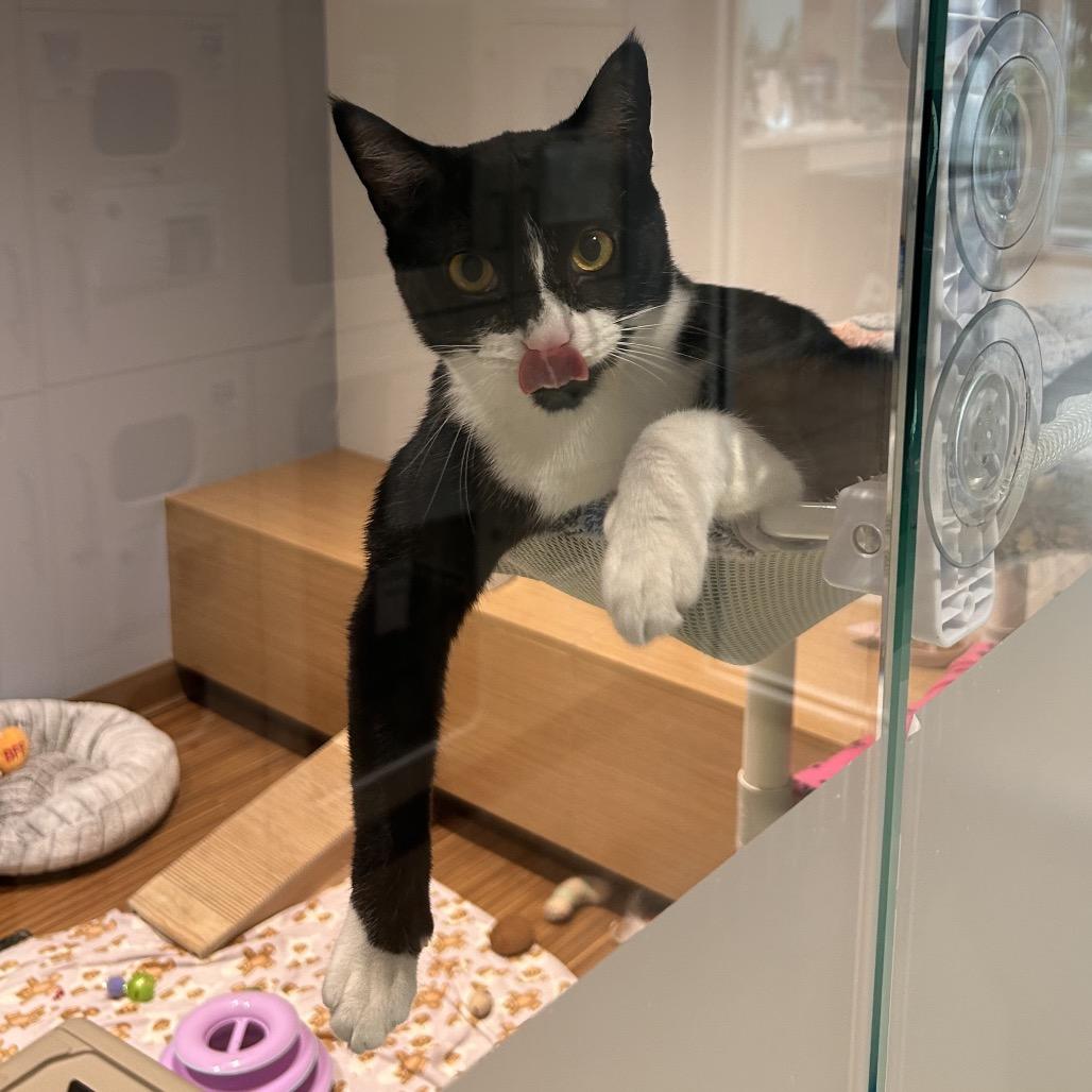 Libre, Adoptable, Young Male Domestic Short Hair.