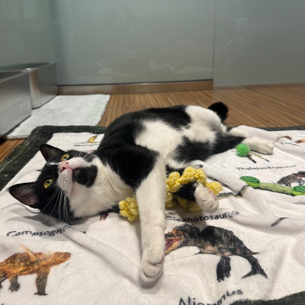 Enlarge Libre, a Adoptable Domestic Short Hair in Sarasota, FL image 3/6