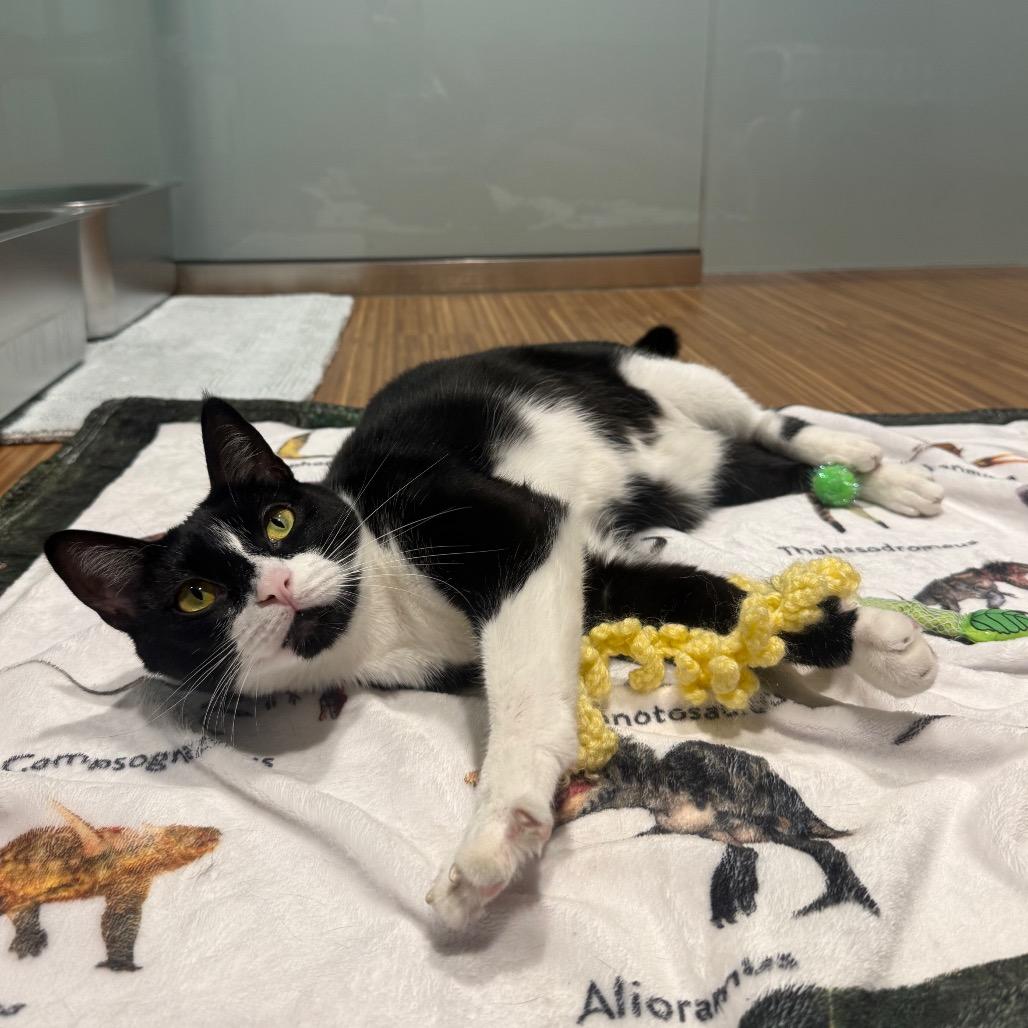 Enlarge Libre, a Adoptable Domestic Short Hair in Sarasota, FL image 4/6