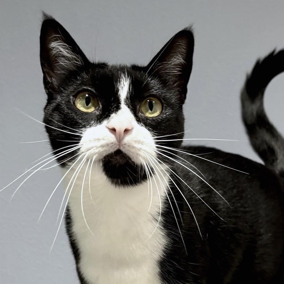Enlarge Libre, a Adoptable Domestic Short Hair in Sarasota, FL image 4/6