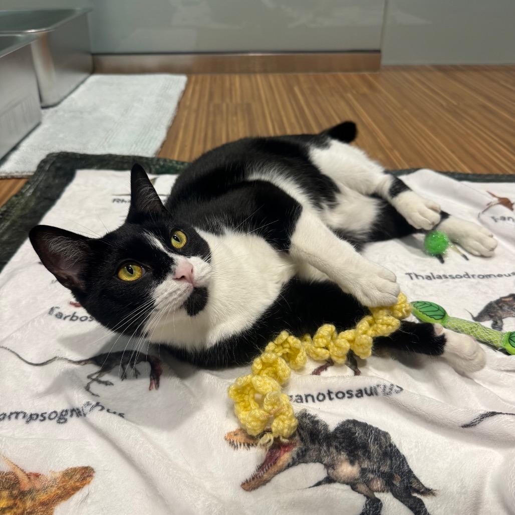 Enlarge Libre, a Adoptable Domestic Short Hair in Sarasota, FL image 5/6